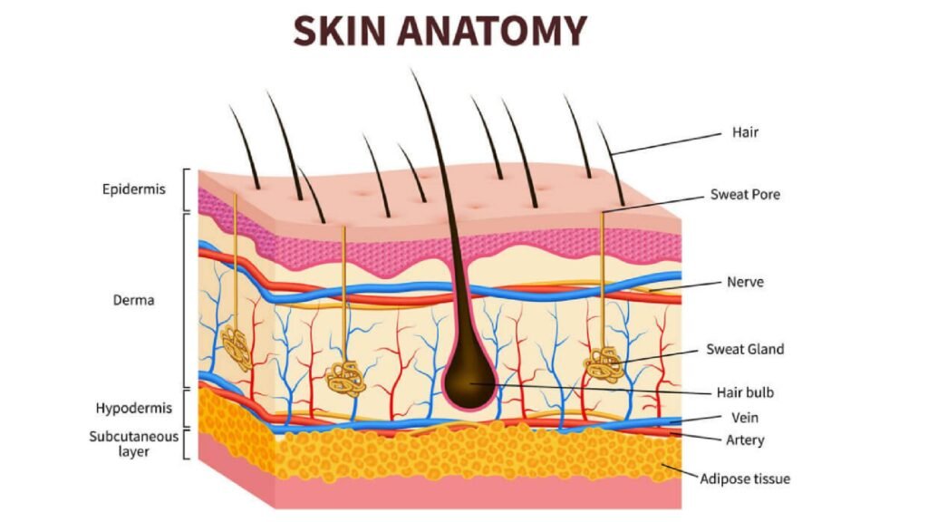 Skin anatomy